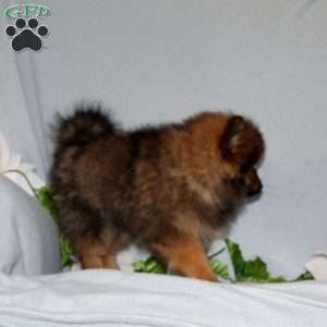 Dolly, Pomeranian Puppy